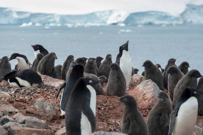 La expedición de Greenpeace hacia el Oceáno Antártico, con el objetivo de presionar para la creación de un santuario para proteger sus aguas de la industria pesquera, que está depredando la población de krill, el pequeño crustáceo que sirve de alimento a ballenas y pingüinos. Sin él, estas especies 