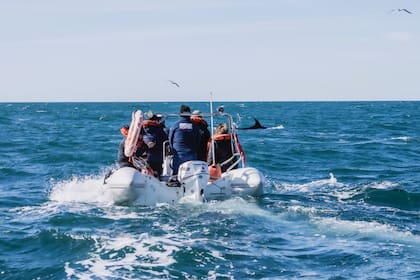 La expedición de National Geographic sobre las ballenas Sei en Chubut durará 20 días 