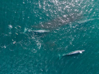 La expedición, iniciativa de National Geographic, buscará aplicarle 7 rastreadores a las ballenas para poder seguir sus pasos dentro y fuera del golfo