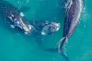 Ballenas, lobitos y otras aventuras