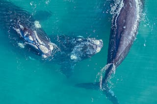 Ballenas, lobitos y otras aventuras