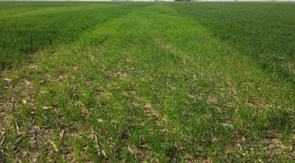 La experimentación comparó la estrategia entre incorporar 300 kg de UREA presiembra vs volear dosis crecientes de N con UREA (100 kg-200kg-320kg) en la misma fecha