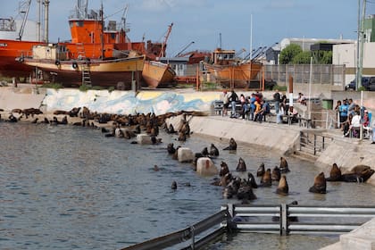 La explanada del puerto donde suelen estar los lobos marinos, cubierta por el agua