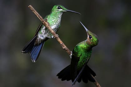 La explicación detrás de la visita de los colibríes a los jardines