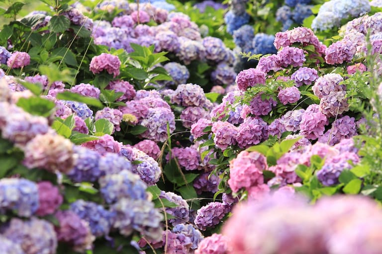 Por qué las hortensias cambian de color y qué tan grande puede ser esta planta de jardín