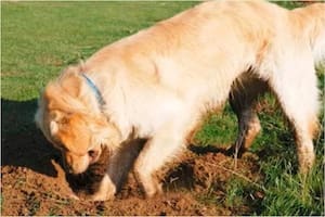 La explicación detrás de por qué los perros hacen pozos en el jardín