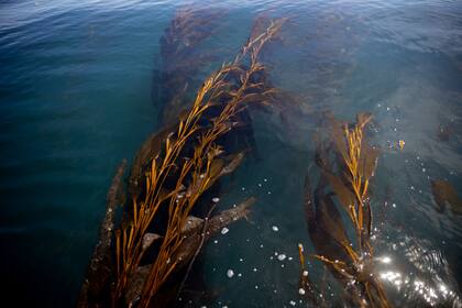 La explotación del recurso de las algas tuvo un declive en 1982 por un gran derrame de petróleo que afectó la biodiversidad en la bahía.
