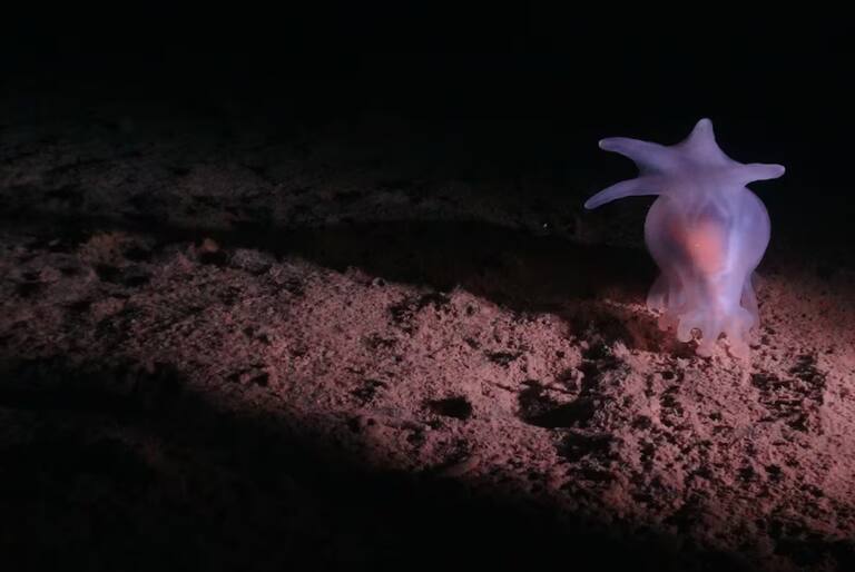 El misterioso “oxígeno oscuro” hallado en profundidades marinas abre