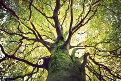 La explotación sostenible de la biodiversidad es un reto para el mundo