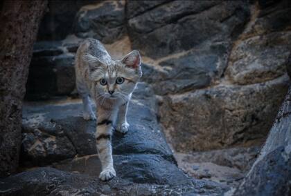La exposición cerró en 2009 por problemas financieros, pero ahora regresa con una experiencia de luces renovada (Gato de arena / Zoológico del Bronx)
