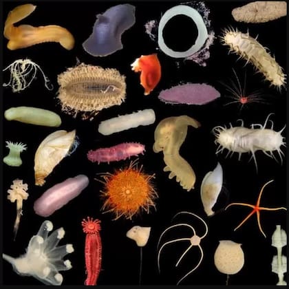 La extracción de metales podría devastar vastas áreas del océano y causar un daño irreparable a ecosistemas únicos.