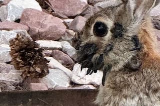 ¿Por qué aparecen en Estados Unidos conejos con “tentáculos” en la cabeza?