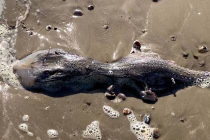 La extraña criatura encontrada en una playa inglesa fue descripta por la mujer que la halló como un animal "que parecía un extraterrestre"