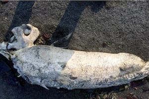 Así es la extraña criatura marina que apareció en una playa y de la que se desconoce su origen