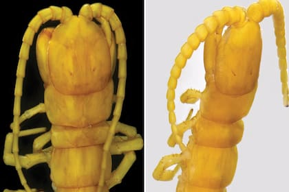 La extraña especie habita la cueva de Movile, en Rumania, conocida por su variada fauna a pesar de la ausencia de luz desde hace millones de años