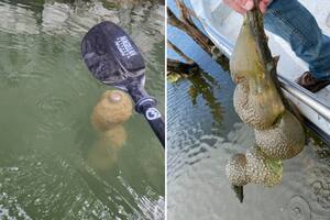 La extraña figura marina fue hallada en el McGee Creek Reservoir, un embalse de Oklahoma