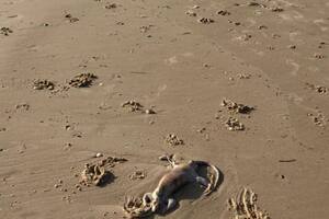 Caminaba por la playa y encontró los restos de una extraña criatura con aspecto alienígena