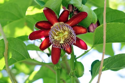 La exuberancia de la Passiflora alata, para quienes gustan de las flores con impacto.