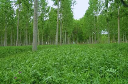 “La factibilidad técnica de cada cultivo consociado y del planteo ganadero en los diferentes momentos del ciclo forestal estará en función de la densidad de plantación inicial, de la planificación de las podas y eventuales raleos, y de la tolerancia a la sombra de cada cultivo en particular”, concluyó Thomas