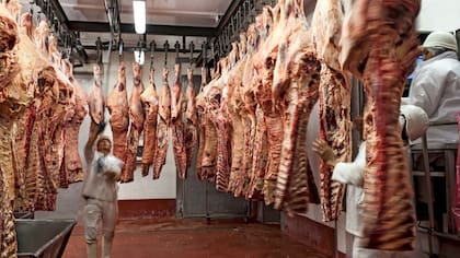 La faena se realiza cuando el ganado wagyu alcanza el punto justo de grasa intramuscular