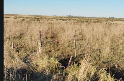 La falta de acción deja una sensación de desasosiego entre los productores: “Queda una sensación de impotencia y desamparo, porque notás que nunca pasa nada"