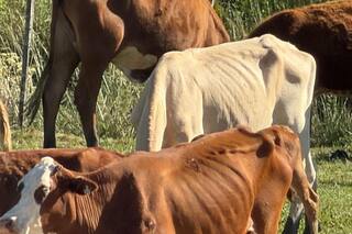 Se empezaron a morir por falta de alimento los animales que esperan una definición judicial