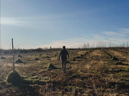 La familia adquirió una parcela de 28 hectáreas que comenzó a implantarlas de manera escalonada: primero cuatro hectáreas, luego ocho y así sucesivamente; hoy, no solo tienen su finca implantada, sino que además de ser los primeros en la zona, desencadenaron un efecto contagio