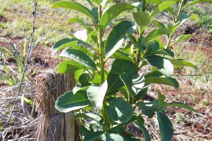 La familia de descendientes de ucranianos apunta a la calidad del producto que luego llegará al consumidor