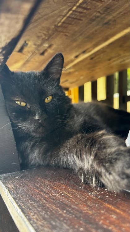 La familia de Gastón lo convenció para adoptar al gato que aparecía siempre en la puerta de su casa