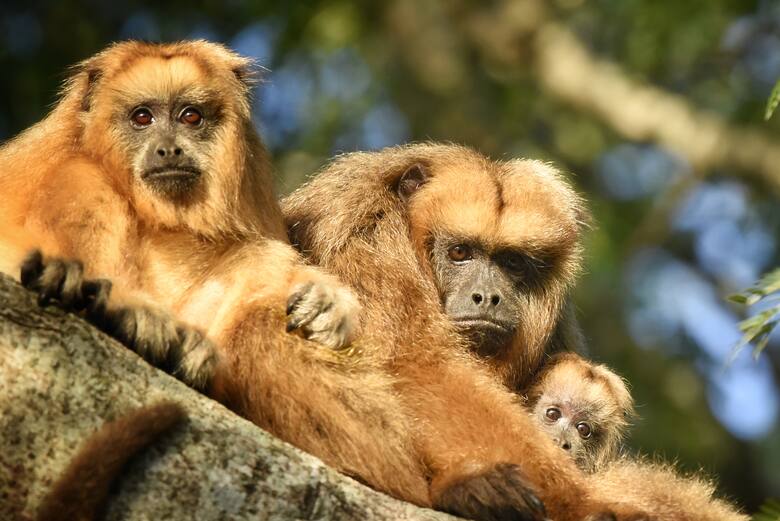 Santa Fe y su tesoro oculto: Jaaukanigás, el humedal que lucha por ser reserva provincial