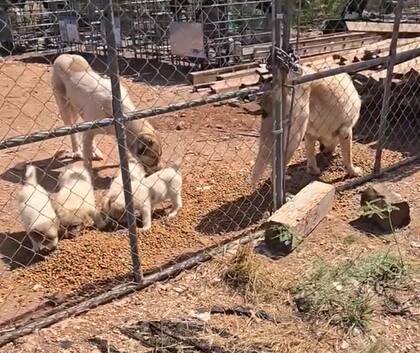 La familia de perros estaba en un entorno poco propicio para poder vivir (Captura: Facebook ASAP)