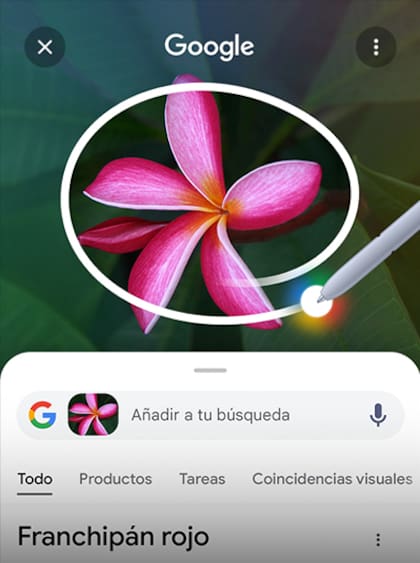 La familia Galaxy S26 tendrá tres smartphones y se lanzará en febrero de 2026 (Samsung)