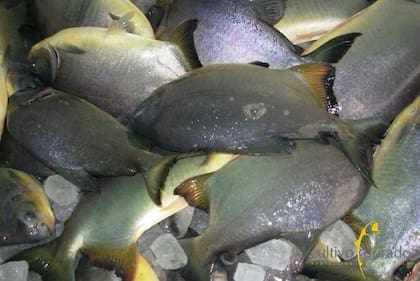 La familia hace el ciclo completo de “cría, engorde y faena”