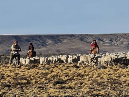 La familia Halliday tenía 6000 ovejas en La Argentina que las tuvo que liquidar y cerrar el establecimiento por la superpoblación de guanacos en la zona