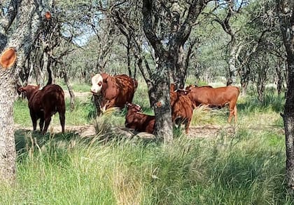 La familia Justo recibió un campo degradado en La Pampa y una tecnología les cambió la vida