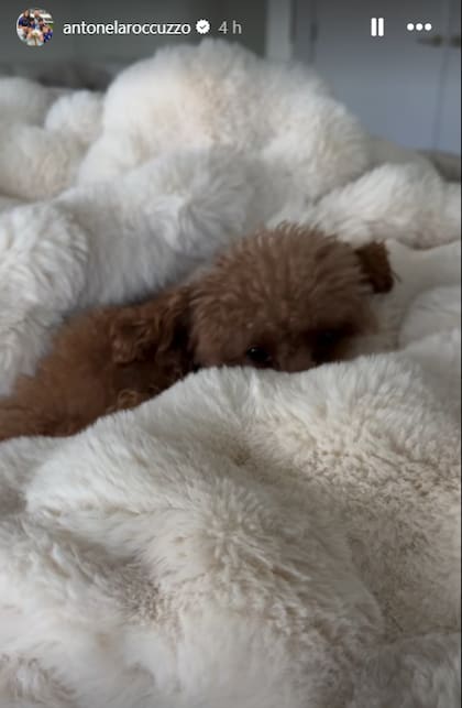 La familia Messi tiene tres mascotas en total y Abú fue la tercera incorporación (Foto: Instagram @antonelaroccuzzo)