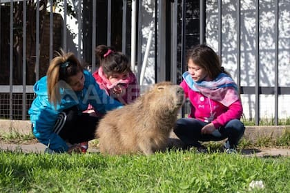 La familia tiene a Pancho en su hogar hace cinco años y piensan que fuera del barrio el animal se moriría