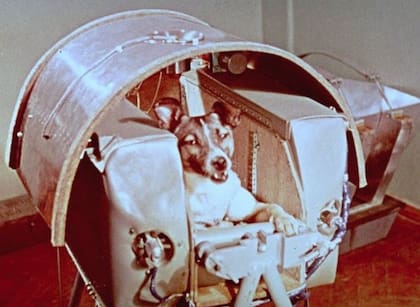 La famosa perra Laika minutos antes del vuelo espacial
