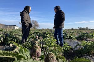 La hortaliza que llegó hace más de 60 años, ayuda a la salud, pero aún se conoce poco