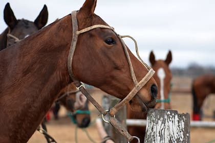 La FAP está realizando acciones concretas para afianzar el pato en todo el país con la incorporación de más jugadores y campos