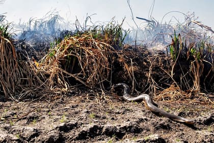 Una serpiente anaconda conocida en Corrientes como "Curiyú" escapa de las llamas