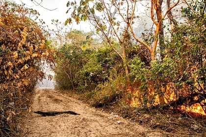 Un yacaré cruza un camino y trata de escapar del fuego en la zona del Portal Cambyreta