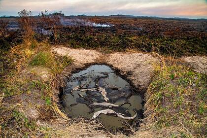 Varios yacarés quedaron atrapados en un pequeño espejo de agua, que no sirvió para salvarlos del fuego