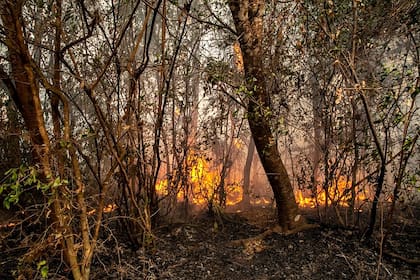 La fauna en peligro durante los incendios en la provincia de Corrientes