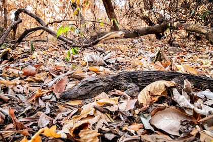 Un yacaré overo muerto en el suelo del bosque