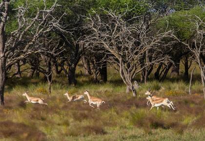La fauna exótica es un atractivo en Nehuen Mapu