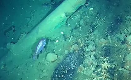 La fauna marina convive con los restos del barco (Foto: Armada Colombia)