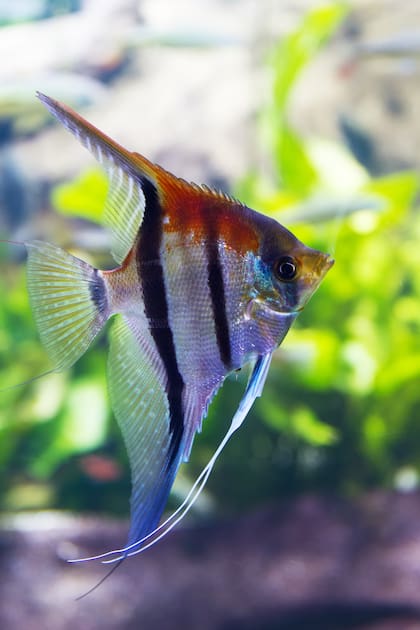 La fauna marina se puede disfrutar plenamente en las aguas calmas de Cancún