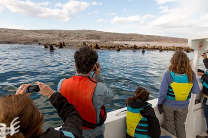 La fauna marina, uno de los atractivos de la región