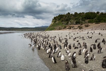 La fauna podría estar amenazada por el derretimiento del A23a